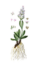 Valeriana celtica