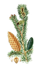 Pinus picea