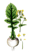 Brassica rapa