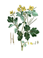 Chelidonium majus