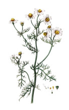 Matricaria chamomilla