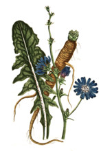 Cichorium intybus