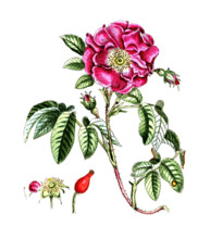 Rosa gallica