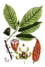 Theobroma cacao