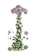 Sempervirum tectorum