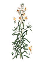 Antirrhinum linaria