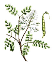 Caesalpinia brasiliensis