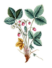 Fragaria vesca