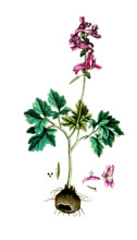 Fumaria bulbosa