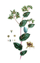 Bupleurum rotundifolium