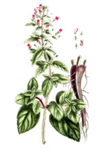 Scrophularia aquatica