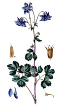 Melaleuca leucadendra