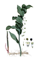 Convallaria polygonatum