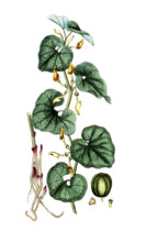 Aristotochia clematis