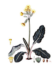 Primula veris