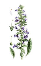 Lobelia siphilitica