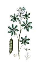 Lupinus albus