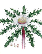 Carlina acaulis