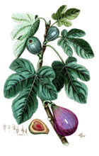 Ficus carica
