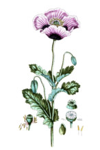 Papaver sommiferum