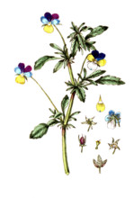Viola tricolor