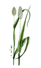 Phalaris canariensis