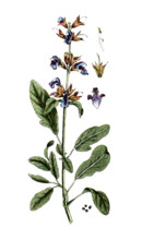 Salvia officinalis