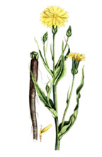 Scorzonera hispanica
