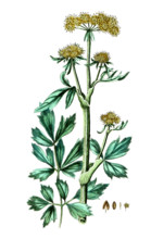 Ligusticum levisticum