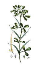 Trigonella foenum graecum