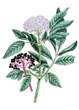 Trigonella foenum graecum