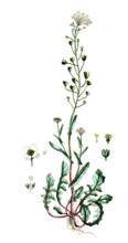 Capsella bursa-pastoris