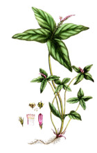 Spigelia anthelmia