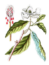 Magnolia glauca