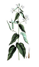 Vincetoxicum hirundinaria