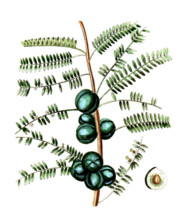 Phyllanthus emblica