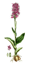 Orchis morio