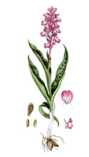 Orchis mascula