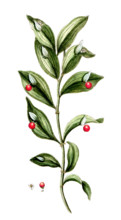 Ruscus hypoglossum