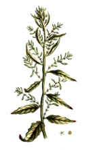 Chenopodium ambrosioides