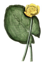 Nymphaea lutea