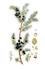 Juniperus communis