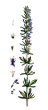 Hyssopus officinalis