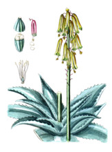 Aloe perfoliata