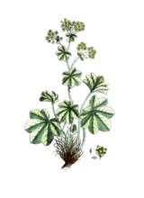 Alchemilla vulgaris