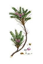 Astragalus tragacantha