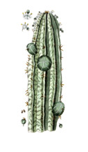 Euphorbia officinarum