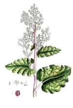 Rheum rhabarbarum