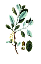 Quercus suber