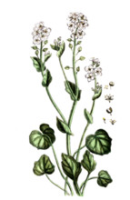 Cochlearia officinalis